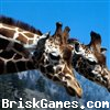 Wild Giraffe Jigsaw Icon